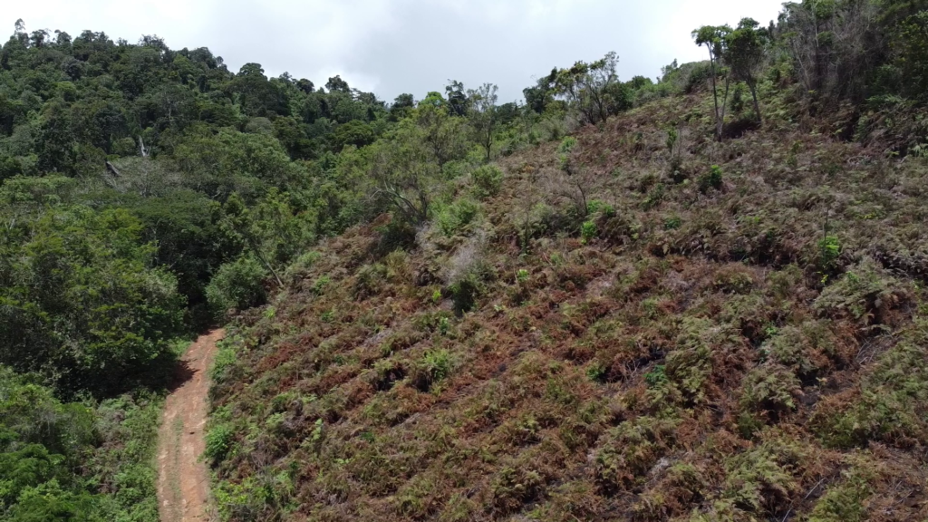 Restoration of burnt parts of Mkussu Forest Reserve