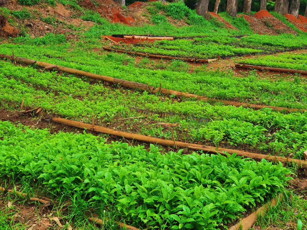 Green Tanzania Initiative