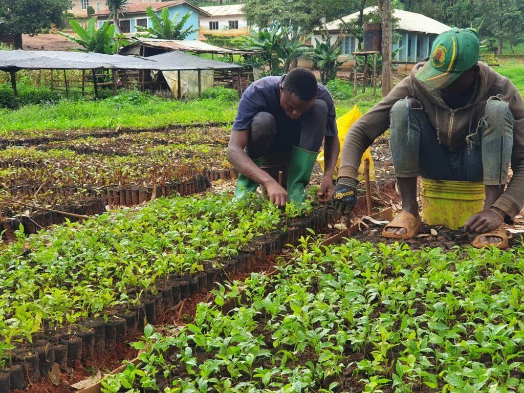 Reforestation & Tree Care