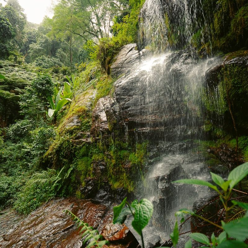 Shagayu Forest Reserve Revival