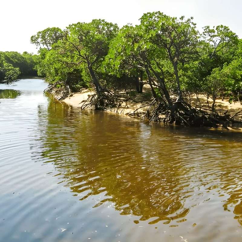 Indian Ocean Mangrove Planting